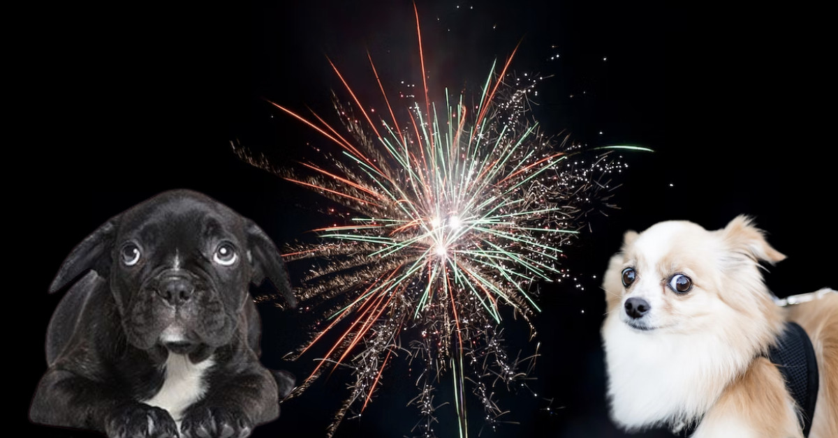 dogs scared of fireworks