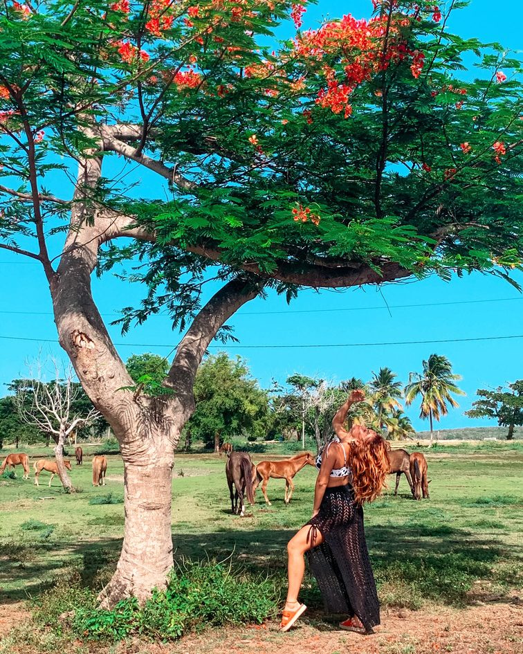 flamboyanes, vieques, caballos salvajes 